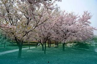 国产春色在线,探寻中国电影中的青春与色彩  第2张