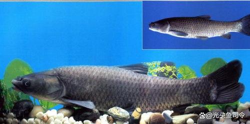 青鱼视频在线观看国产,青鱼视频带你领略国产影视魅力  第2张