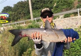 青鱼视频在线观看国产,青鱼视频带你领略国产影视魅力  第3张